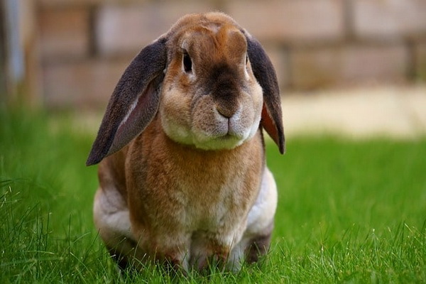 انواع بیماری ها در خرگوش پیر | دام و پت