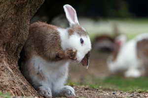 چرا خرگوش ها مدفوع خود را می خورند؟ | دام و پت