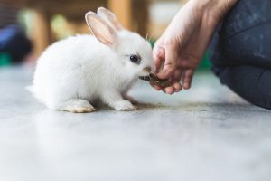 چرا خرگوش ها گاز می گیرند؟ | پزشکت