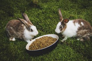 علت زیاد غذا خوردن خرگوش چیست؟ | دام و پت