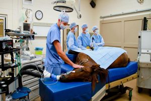 شکستگی پای اسب و چالش های درمانی آن | دام و پت