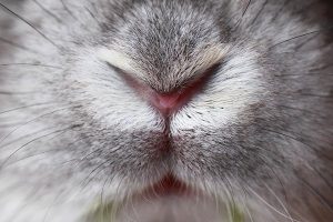 آبریزش بینی خرگوش ها | دام وپت