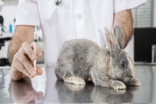 کدام دارو برای خرگوش ها مناسب است؟ | دام و پت