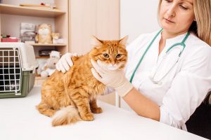 انواع استفراغ در گربه ها و درمان آنها | دام و پت