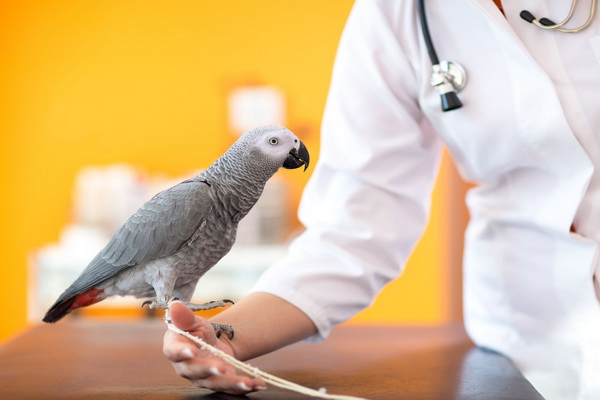 اختلالات ریه در پرندگان خانگی | دام و پت