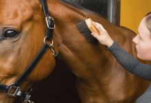 تشخیص بیماری های پوستی اسب | دام و پت