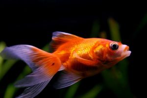 چگونه سوختگی آمونیاک در ماهی درمان می شود؟ | دام و پت