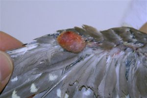 شایع ترین تومورها در پرندگان | دام و پت