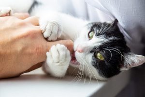 بیماری خراش گربه چیست؟ | دام و پت