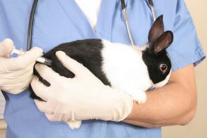 کدام دارو برای خرگوش ها مناسب است؟ | دام و پت