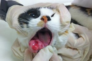 بیماری های دهان در گربه ها | دام و پت