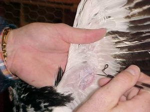 10 علائم خطرناک بیماری در پرنده خانگی | دام و پت