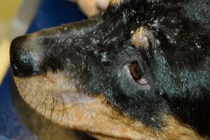 شایع ترین بیماری های پوستی سگ | دام و پت