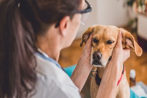بیماری های گوش خارجی در سگ | دام و پت