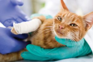 شکستگی اندام ها در گربه ها چگونه درمان می شود؟ || دام و پت