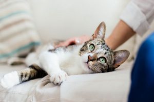 آیا گربه ها به کرونا مبتلا می شوند؟ | دام و پت