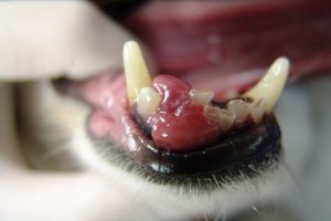 مشکلات دندان سگ: آبسه، عفونت و موارد دیگر | دام و پت
