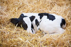 بیماری تب برفکی در گاوها | دام و پت