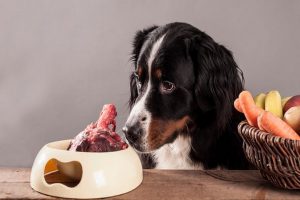 آیا سگ به سالمونلا مبتلا می شود؟ | دام و پت