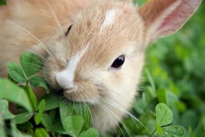 خرگوش مینیاتوری را بهتر بشناسید. | دام و پت
