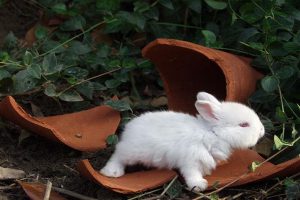 خرگوش مینیاتوری را بهتر بشناسید. | دام و پت