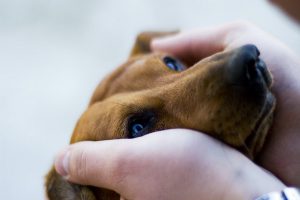 استرس در سگ ها را چگونه تشخیص دهیم؟ | دام و پت