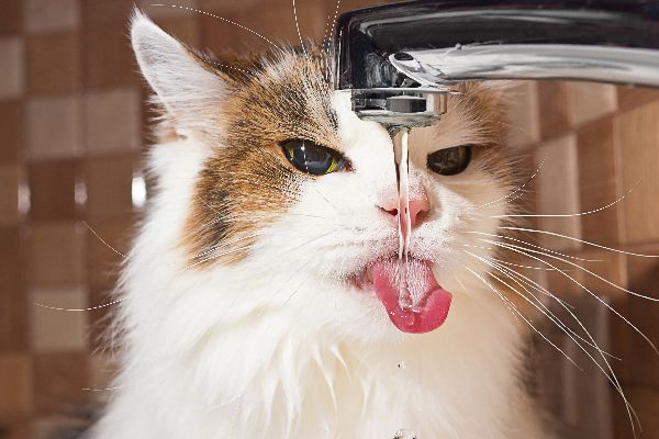 کمبود آب بدن در گربه ها، علل و درمان | دام و پت