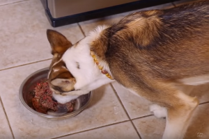غذای خانگی سگ | دام و پت