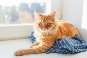 عفونت ادراری در گربه ها، از علائم تا درمان | دام و پت