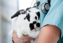 بیماری قلبی خرگوش، شایع ترین علائم و علت | دام و پت