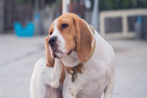 اوتیت خارجی در سگ ها، علائم و درمان آن | دام و پت