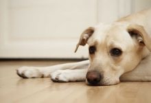 لپتوسپیروز در سگ ها، از علل تا درمان | دام و پت