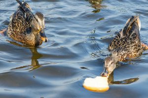 رژیم غذایی مناسب برای جوجه اردک ها | دام و پت