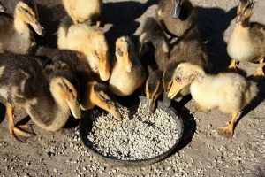 رژیم غذایی مناسب برای جوجه اردک ها | دام و پت