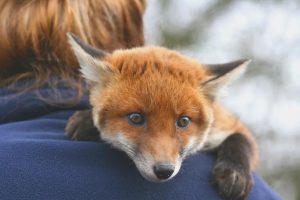 نگهداری از روباه به عنوان حیوان خانگی | دام و پت
