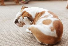 بیماری لایم در سگ ها و عارضه خطرناک آن | دام و پت