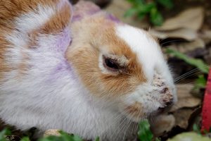 شایع ترین علل ریزش مو در خرگوش ها | دام و پت
