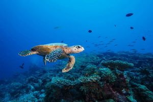 لاک پشت های دریایی، آنچه که باید بدانید. | دام و پت