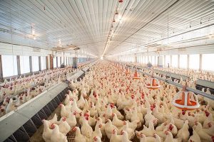 پرورش مرغ گوشتی، راهنمای مبتدیان | دام و پت