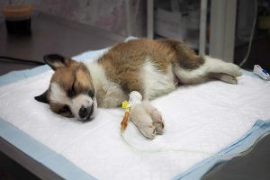 اسهال و استفراغ خونی در سگ ها | دام و پت