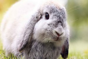 خرگوش لوپ هلندی | دام و پت