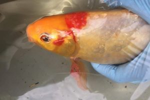 علل لکه های قرمز در ماهی آکواریومی | دام و پت