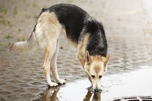 لپتوسپیروز در سگ ها، از علل تا درمان | دام و پت