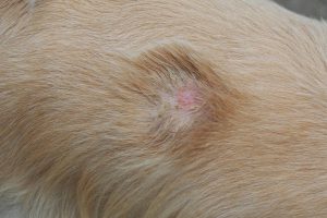 کرم های انگلی در سگ ها، انواع کرم ها و علائم آنها | دام و پت