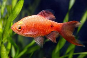 علل لکه های قرمز در ماهی آکواریومی | دام و پت