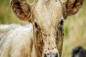 بیماری تب برفکی در گاوها | دام و پت