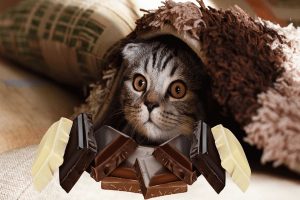 مسمومیت شکلات در گربه ها و عوارض آن | دام و پت