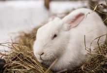 آیا استرس برای خرگوش کشنده است؟ | دام و پت