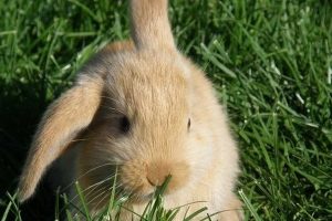 گوش های خرگوش چه می گویند + راهنمای زبان بدن | دام و پت