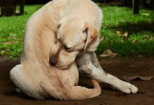 خارش در سگ، از علل تا درمان خانگی | دام و پت